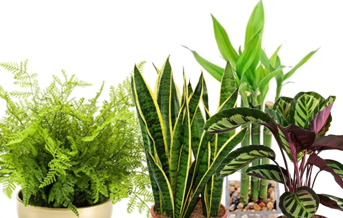 El verd que complementa <br> Plantes per decorar cuines i banys - Esteve Estudi Cuina i Bany - Sabadell