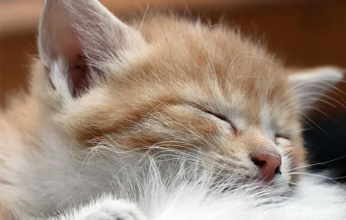 Com planificar una cuina pet friendly sense perdre elegància. - Esteve Estudi Cuina i Bany - Sabadell Com planificar una cuina pet friendly sense perdre elegància. - Esteve Estudi Cuina i Bany - Sabadell